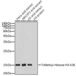 Histone H3 Rabbit anti-Human, Mouse, Rat, Clone: 7W5T2, Novus Biologicals
