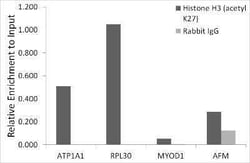 Histone H3 Rabbit anti-Human, Mouse, Rat, Clone: 8V6Q6, Novus Biologicals:Antibodies:Primary