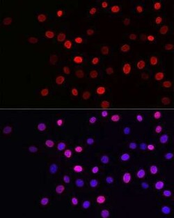 Histone H3 Rabbit anti-Human, Mouse, Rat, Clone: 8V6Q6, Novus Biologicals:Antibodies:Primary