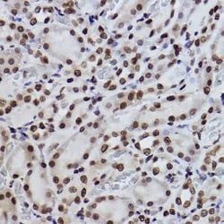 Histone H3 Rabbit anti-Human, Mouse, Rat, Clone: 8V6Q6, Novus Biologicals:Antibodies:Primary
