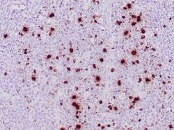 Histone H3 Rabbit anti-Human, Clone: PHH3/471R, Novus Biologicals:Antibodies:Primary