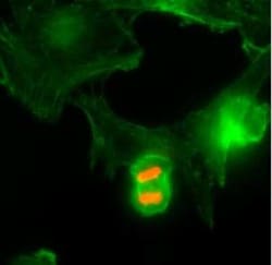 Histone H3, p Thr3 Antibody (RM159), Novus Biologicals 100 &mu;g | Buy Online | Novus Biologicals | Fisher Scientific