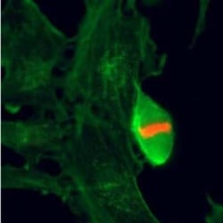 Histone H3, p Thr3 Antibody (RM159), Novus Biologicals 100 &mu;g | Buy Online | Novus Biologicals | Fisher Scientific