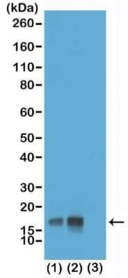 Histone H3, p Thr3 Antibody (RM159), Novus Biologicals 100 &mu;g | Buy Online | Novus Biologicals | Fisher Scientific