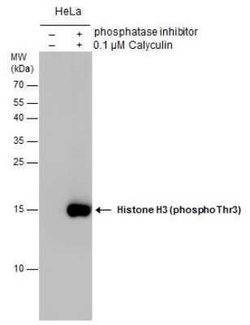 Histone H3, p Thr3 Antibody, Novus Biologicals 100 &mu;g; Unconjugated:Antibodies,
