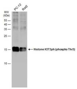 Histone H3, p Thr3 Antibody, Novus Biologicals 100 &mu;g; Unconjugated:Antibodies,