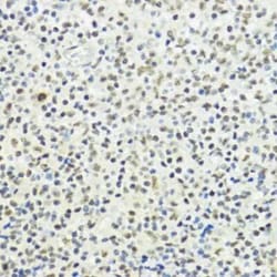 Histone H3 Rabbit anti-Human, Mouse, Rat, Polyclonal, Novus Biologicals:Antibodies:Primary