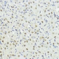 Histone H3 Rabbit anti-Human, Mouse, Rat, Polyclonal, Novus Biologicals:Antibodies:Primary
