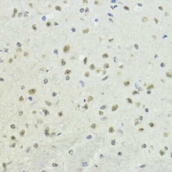 Histone H3 Rabbit anti-Human, Mouse, Rat, Polyclonal, Novus Biologicals:Antibodies:Primary