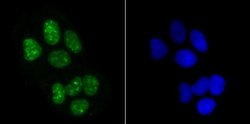Histone H3.1 Rabbit anti-Human, Mouse, Polyclonal, Novus Biologicals 100