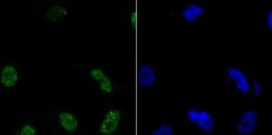 Histone H3.1 Rabbit anti-Human, Mouse, Polyclonal, Novus Biologicals 100