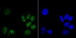 Histone H3.1 Rabbit anti-Human, Mouse, Polyclonal, Novus Biologicals 100