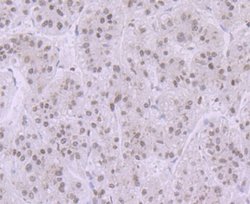 Histone H3.1 Rabbit anti-Human, Mouse, Polyclonal, Novus Biologicals 100