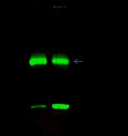 Histone H3.3A Antibody, Novus Biologicals 100 &mu;g | Buy Online | Novus Biologicals | Fisher Scientific