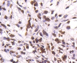 HistoneH4 Rabbit anti-Human, Clone: SD209-04, Novus Biologicals 100&mu;L:Antibodies,