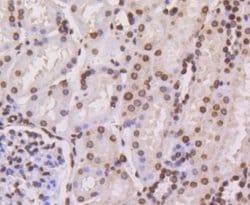 HistoneH4 Rabbit anti-Human, Clone: SD209-04, Novus Biologicals 100&mu;L:Antibodies,