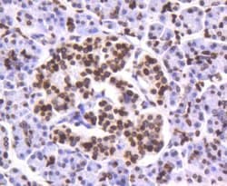 HistoneH4 Rabbit anti-Human, Clone: SD209-04, Novus Biologicals 100&mu;L:Antibodies,