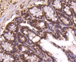 HistoneH4 Rabbit anti-Human, Clone: SD209-04, Novus Biologicals 100&mu;L:Antibodies,