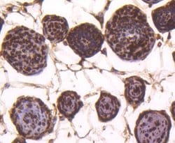 HistoneH4 Rabbit anti-Human, Clone: SD209-04, Novus Biologicals 100&mu;L:Antibodies,