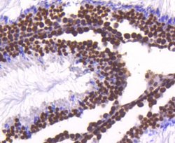 HistoneH4 Rabbit anti-Human, Clone: SD209-04, Novus Biologicals 100&mu;L:Antibodies,