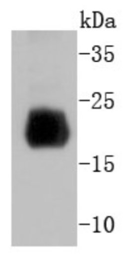 HistoneH4 Rabbit anti-Human, Clone: SD209-04, Novus Biologicals 100&mu;L:Antibodies,