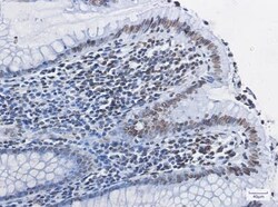 Histone H4 Antibody (S05-8H9), Novus Biologicals:Antibodies:Primary Antibodies