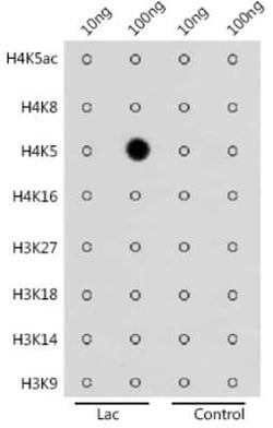 Histone H4 Rabbit anti-Human, Mouse, Rat, Polyclonal, Novus Biologicals