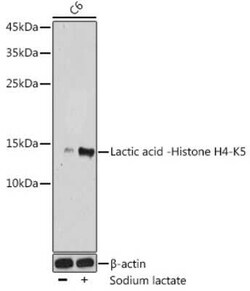 Histone H4 Rabbit anti-Human, Mouse, Rat, Polyclonal, Novus Biologicals