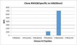 Histone H4, Trimethyl Lys20 Antibody (RM208), Novus Biologicals 100 &mu;g | Buy Online | Novus Biologicals | Fisher Scientific