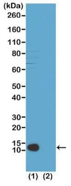 Histone H4, Trimethyl Lys20 Antibody (RM208), Novus Biologicals 100 &mu;g | Buy Online | Novus Biologicals | Fisher Scientific
