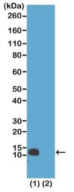 Histone H4, Monomethyl Arg3 Antibody (RM195), Novus Biologicals 100 &mu;g;