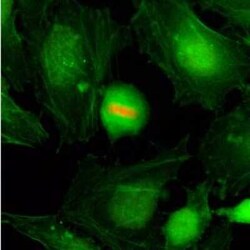 Histone H4, p Ser1 Antibody (RM194), Novus Biologicals 100 &mu;g; Unconjugated:Antibodies,