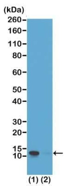 Histone H4, p Ser1 Antibody (RM194), Novus Biologicals 100 &mu;g; Unconjugated:Antibodies,