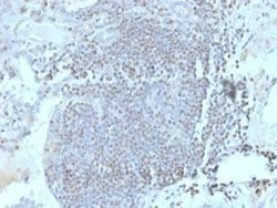 Homez Antibody (PCRP-HOMEZ-1A5) - Azide and BSA Free, Novus Biologicals