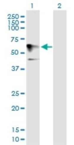 Homez Antibody, Novus Biologicals 0.05 mg; Unconjugated:Antibodies, Polyclonal
