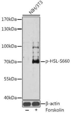 Hormone-sensitive Lipase/HSL, p Ser660 Antibody - Azide and BSA Free, Novus