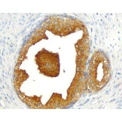 Horse anti-Goat IgG ImmPRESS(TM) Secondary Antibody [HRP Polymer], R&D Systems&trade;