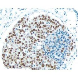 Horse anti-Rabbit IgG ImmPRESS(TM) Secondary Antibody [HRP Polymer], Novus Biologicals 15 mL | Buy Online | Novus Biologicals | Fisher Scientific