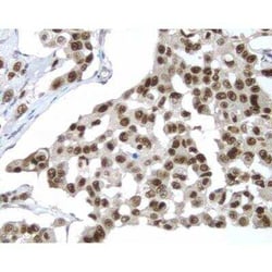 Horse anti-Rabbit IgG ImmPRESS(TM) Secondary Antibody [HRP Polymer], Novus Biologicals&trade;
