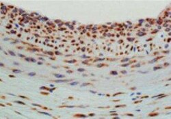 Hsp47 Antibody (M16.10A1), Novus Biologicals:Antibodies:Primary Antibodies