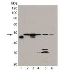 Hsp47 Antibody (M16.10A1), Novus Biologicals:Antibodies:Primary Antibodies