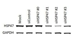 Hsp47 Antibody (M16.10A1), Novus Biologicals:Antibodies:Primary Antibodies