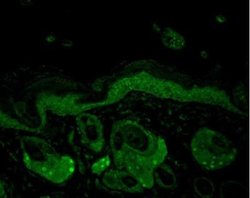 HSP70/HSPA1A Antibody (N27F3-4), Novus Biologicals 0.2 mg | Buy Online | Novus Biologicals | Fisher Scientific