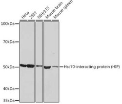 Hsp70 interacting protein HIP Rabbit anti-Human, Mouse, Clone: 4A3G8, Novus