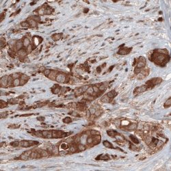 Hsp70 interacting protein HIP Antibody (CL3708), Novus Biologicals 100&mu;L:Antibodies,