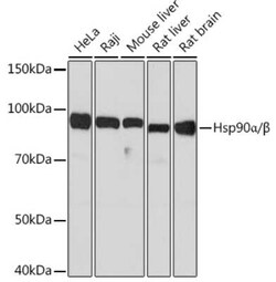 Hsp90A/B Rabbit anti-Human, Mouse, Rat, Clone: 5D7Y6, Novus Biologicals