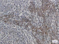 HspA1B Rabbit anti-Human, Mouse, Rat, Clone: S07-6E9, Novus Biologicals