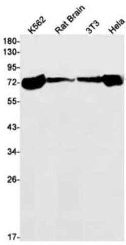 HspA1B Rabbit anti-Human, Mouse, Rat, Clone: S07-6E9, Novus Biologicals