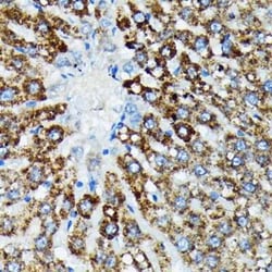 HspA4 Rabbit anti-Human, Mouse, Rat, Clone: 10A9C5, Novus Biologicals:Antibodies:Primary