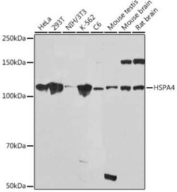 HspA4 Rabbit anti-Human, Mouse, Rat, Clone: 10A9C5, Novus Biologicals:Antibodies:Primary